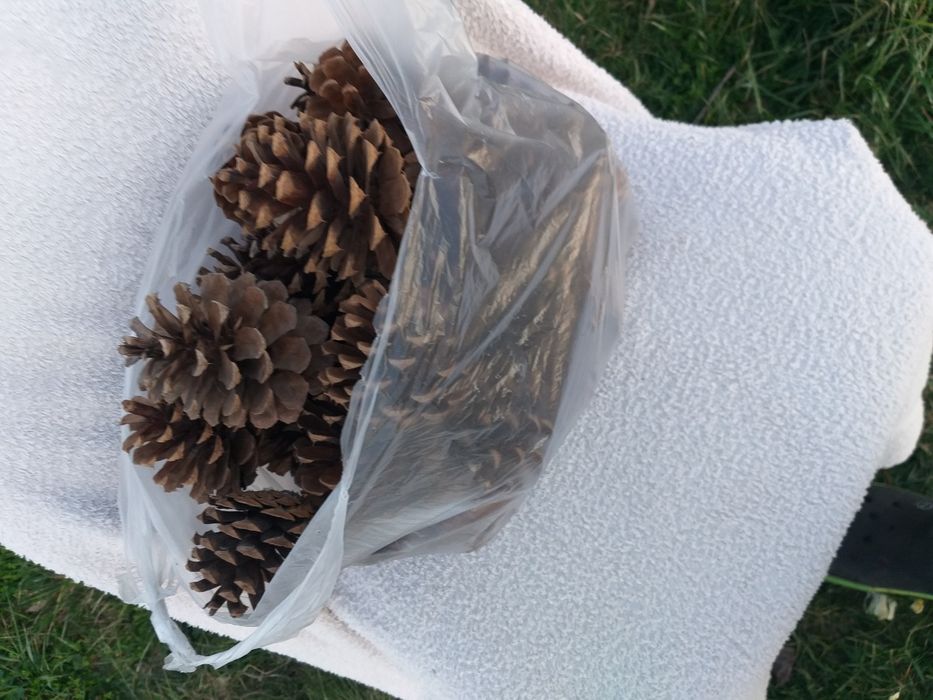 Szyszki do strojików i lasów w słojach