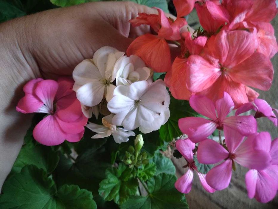 Мушкательки(пеларгонії) (червоні 3 відтінки,рожева,біла)