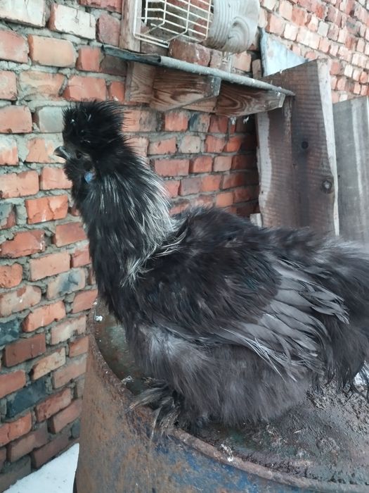 Silka kogut kura para