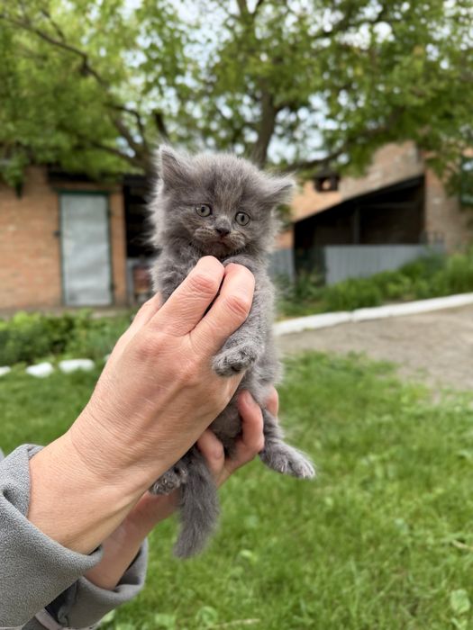Продам кошенят