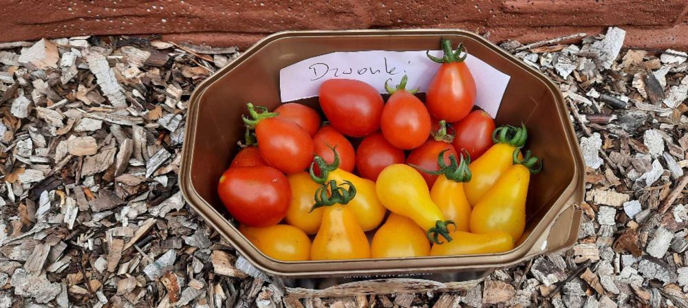 pomidor Dzwonek Czerwony nasiona kolekcjonerskie