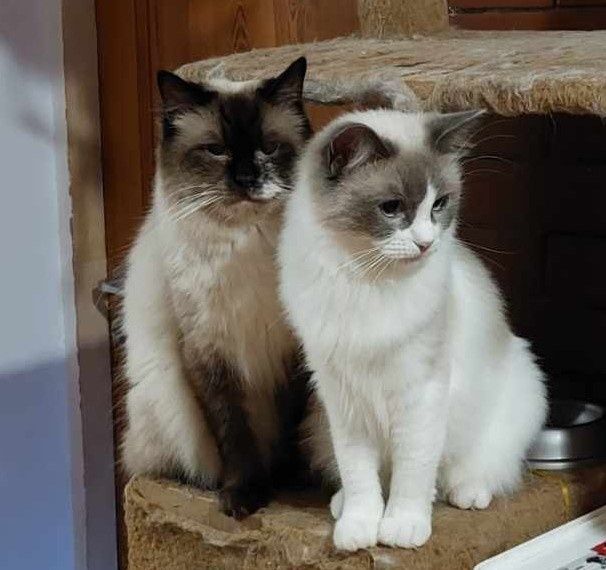 Ragdoll kocurek seal mitted