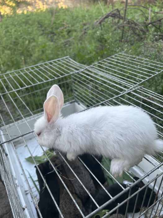Małe króliki……..