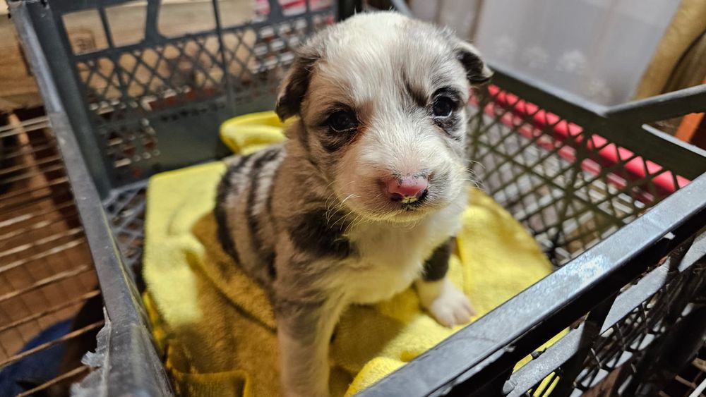 Sunia Border collie do rezerwacji