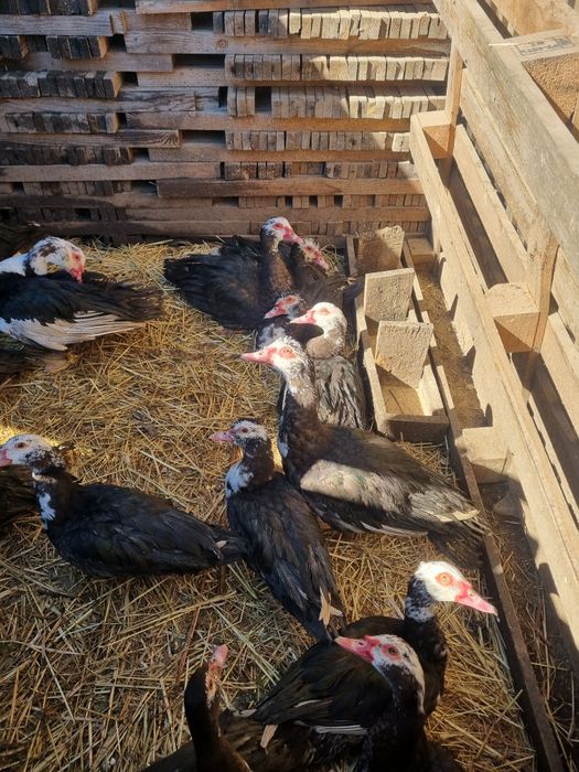Casal de Patos Mudos