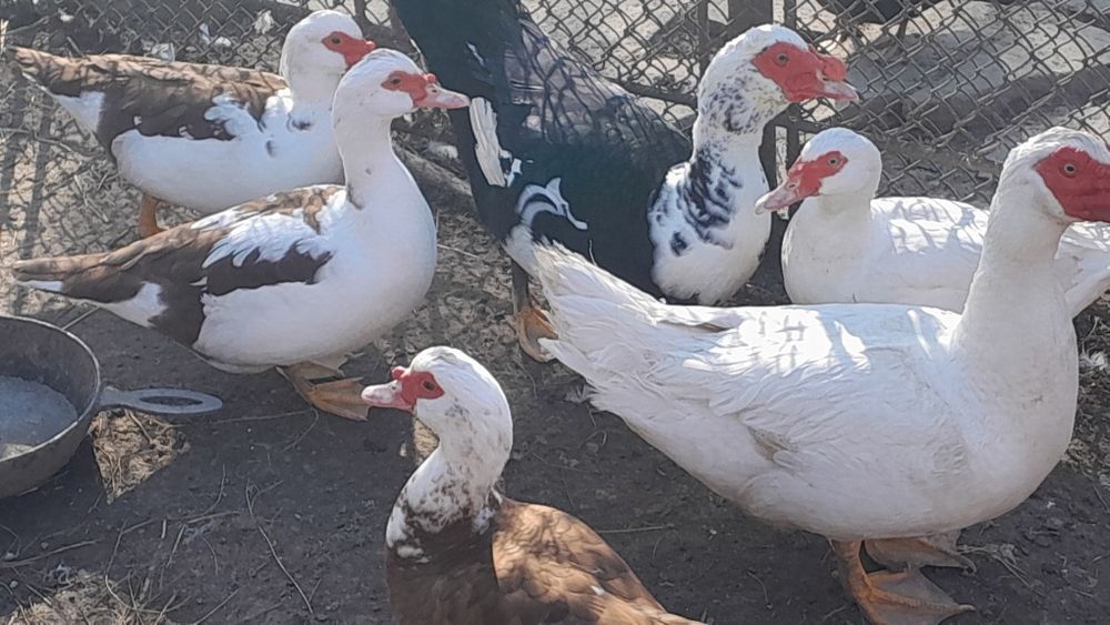 Продам індокачок