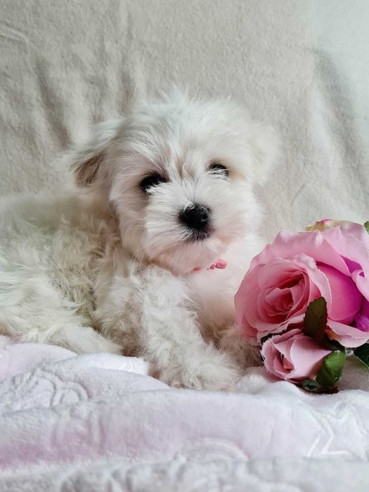 Suczka maltańczyk 10 tygodni. Piękna-czysto-biała.