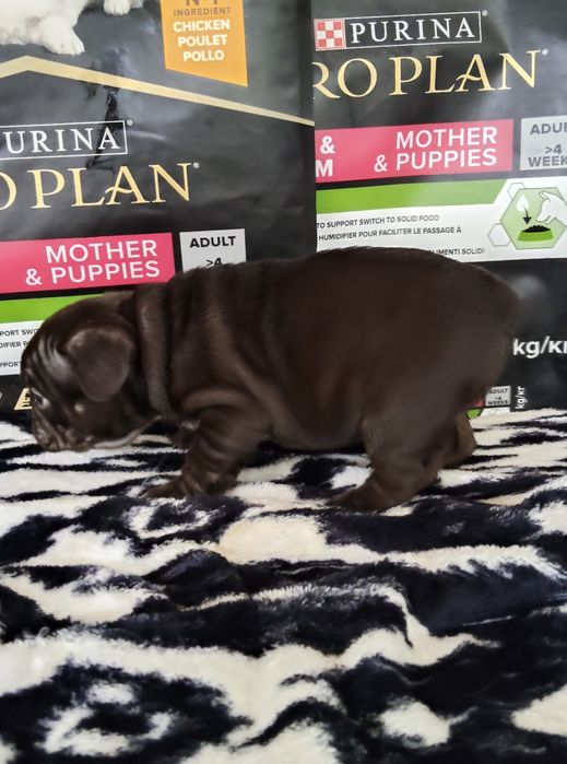 Bulldog Francês Chocolate