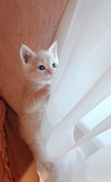 Віддам котят в добрі руки, кошенята