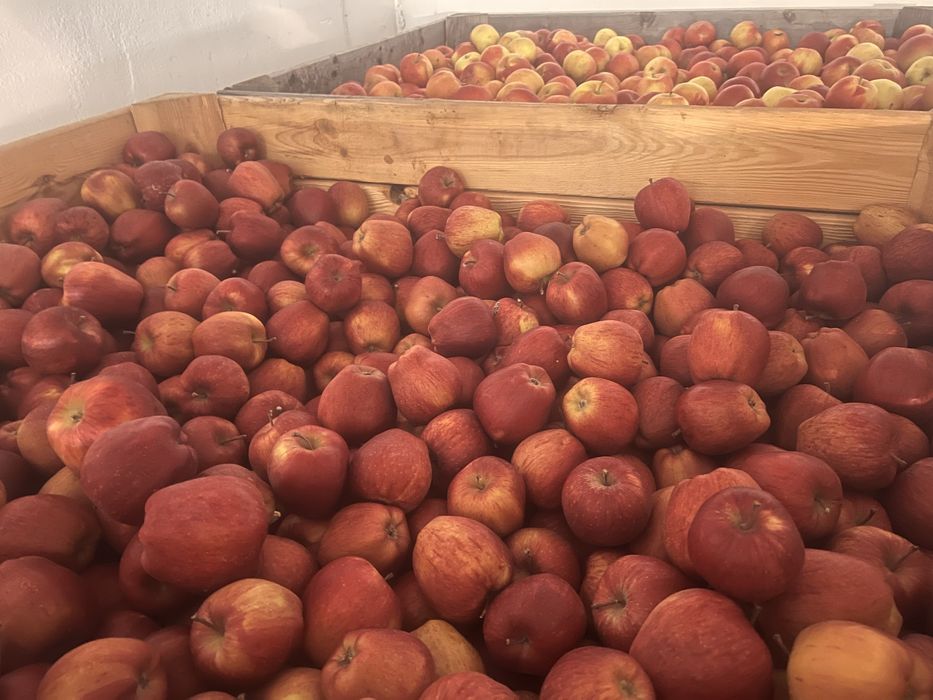 Sprzedam jabłko red chif