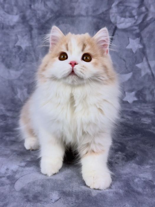 Шотландський страйт, гарний хлопчик.