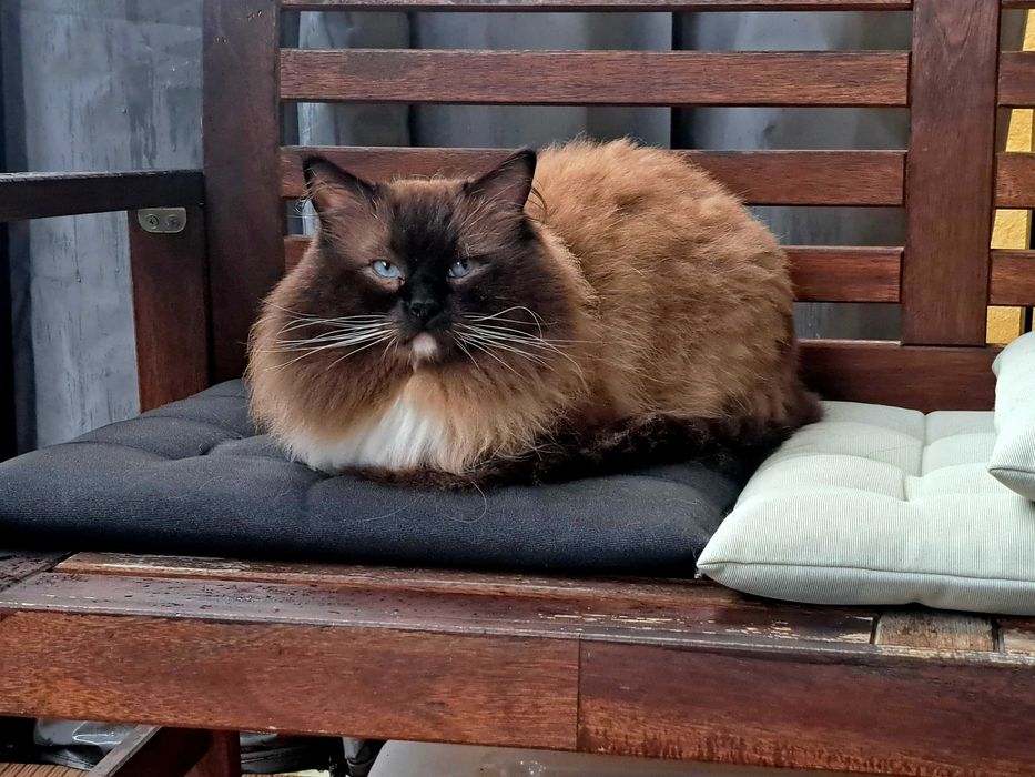 Kotka Ragdoll seal mitted