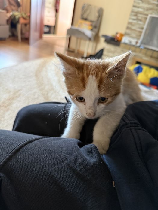кошенята, котики