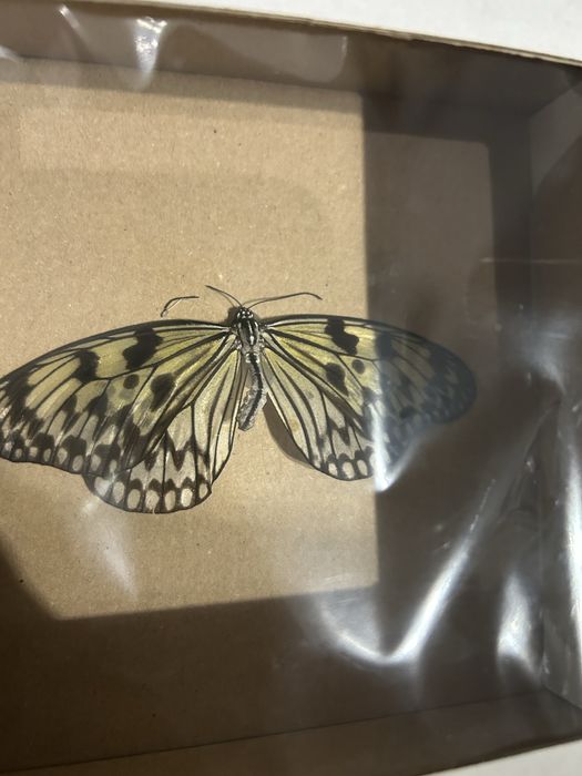 Motyl w gablocie