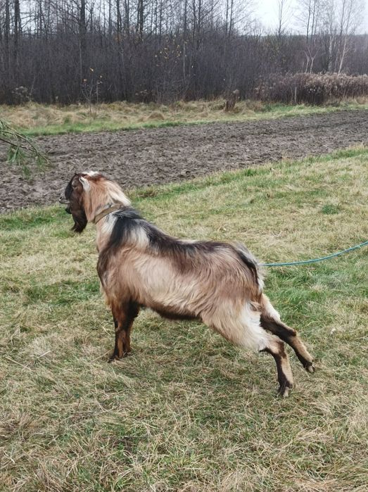 Козел Ламанча.Цап Ламанчі.