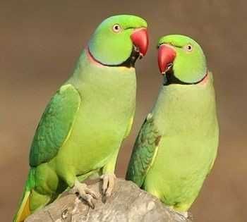 Vendo Ring neck verde