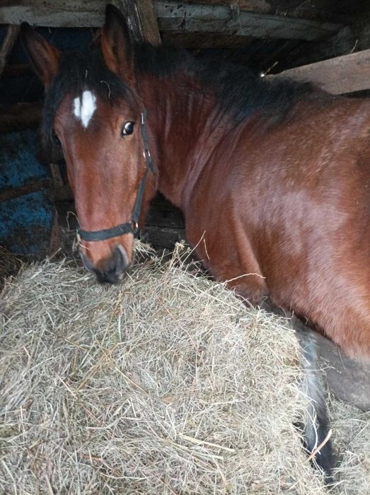 2.5 roczny  ogier zimnokrwisty