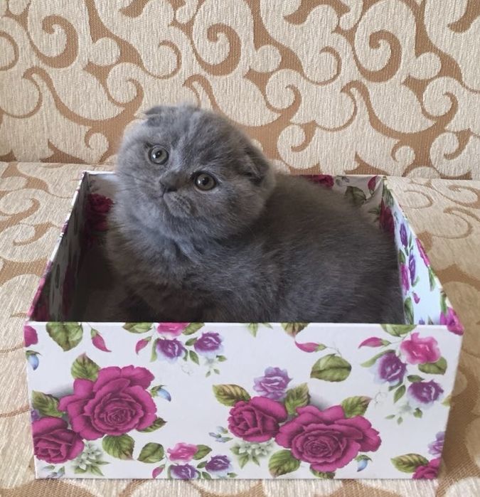 Вязка котов кошек котик кот на шотландского вислоухого кота: 1 000 грн ...