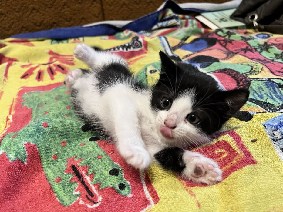 Кошеня киця 1,5 міс