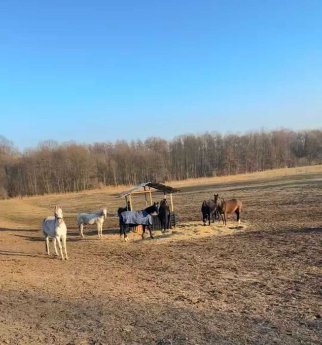 Pensjonat dla koni