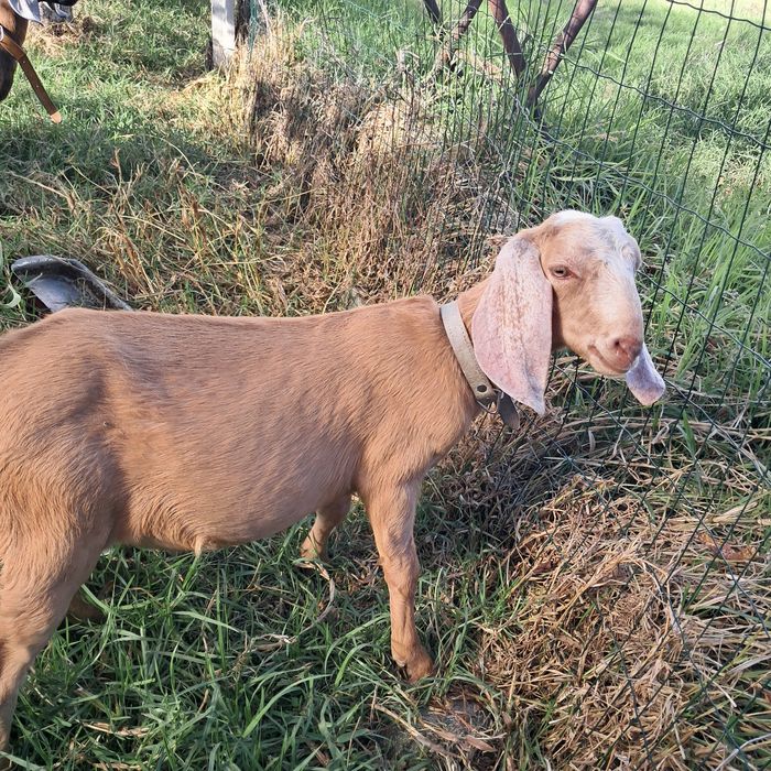 Cabras anglonubianas