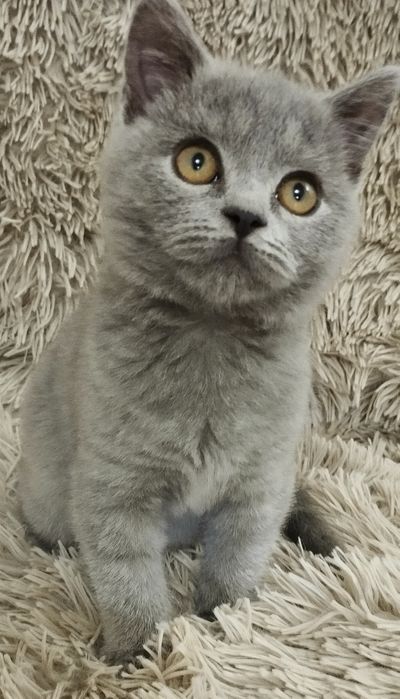 Шотландский скоттиш страйт мальчик