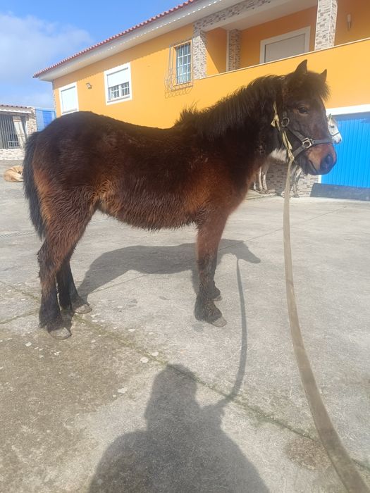 Para venda pônei femia