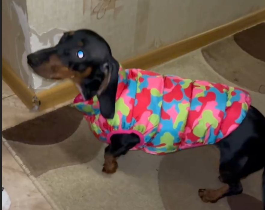 Жилетка  для собак двостороння