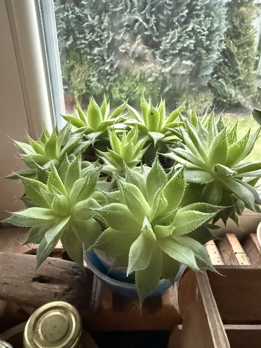 Традесканція пурпурова