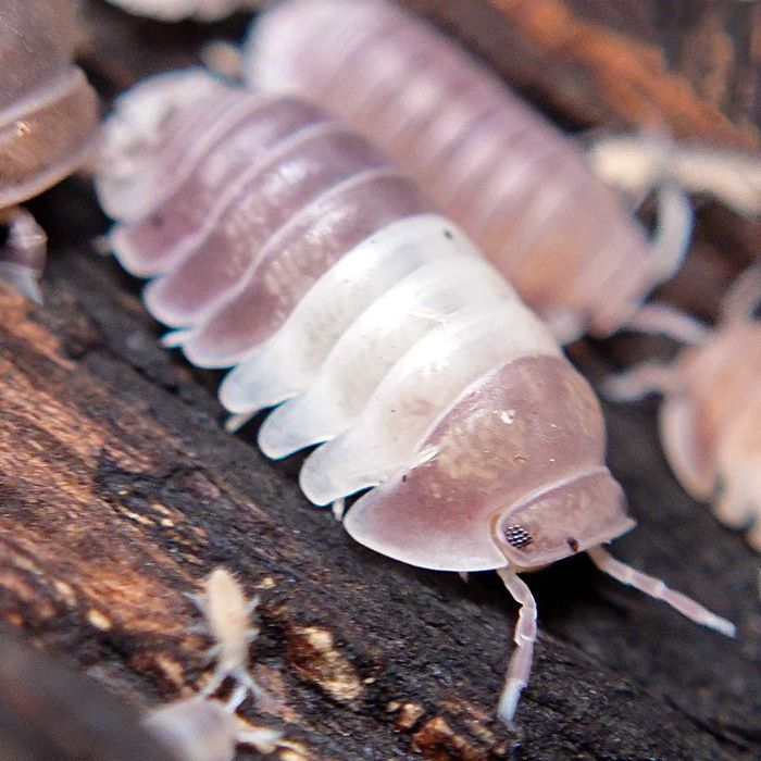 Cubaris sp. "Panda King", isopody, 10 szt.
