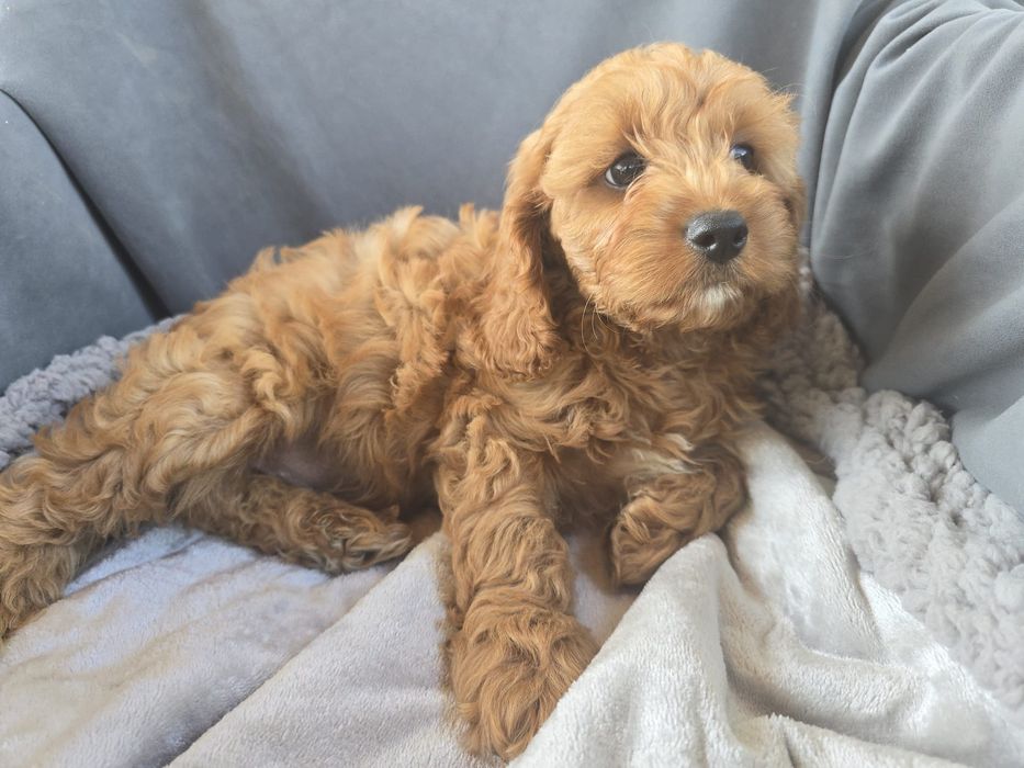 Cavapoo f1 samiec chłopczyk cavapo