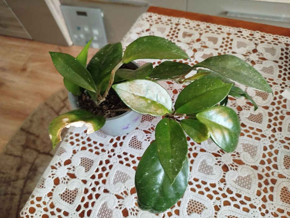 Hoya kwiaty kwitnące