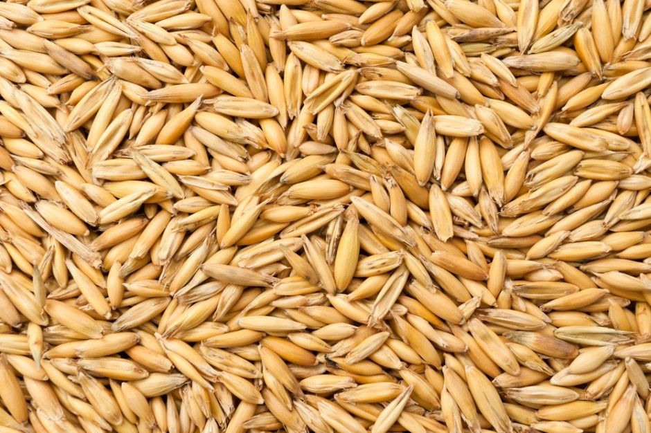 Spszedam owies ładny