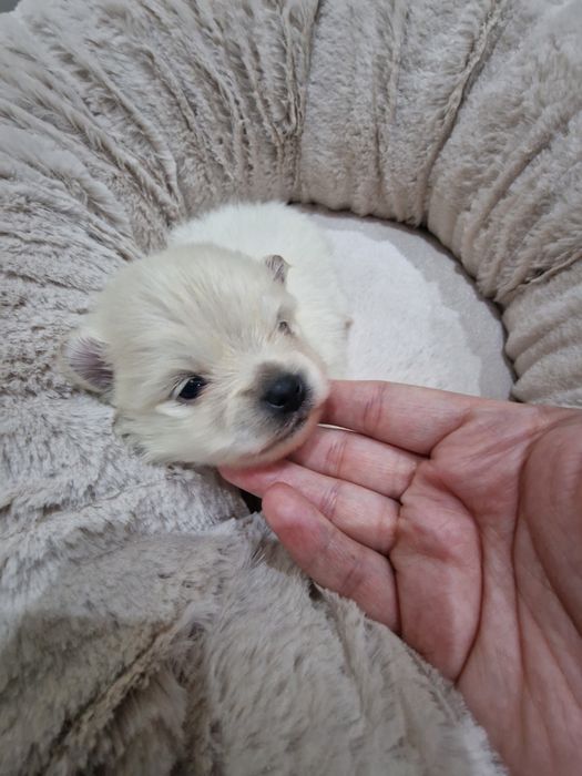 Lulu Pomerânia C/LOP Fêmea Spitz Alemão Anão