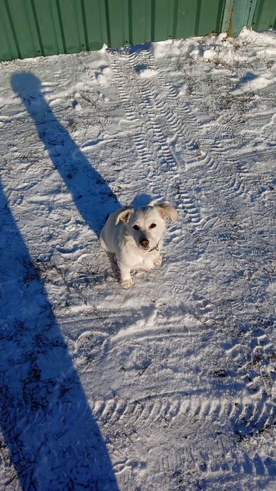 Отдам собачку бесплатно