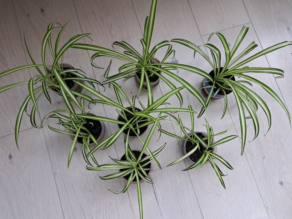 Хлорофітум очищує повітря