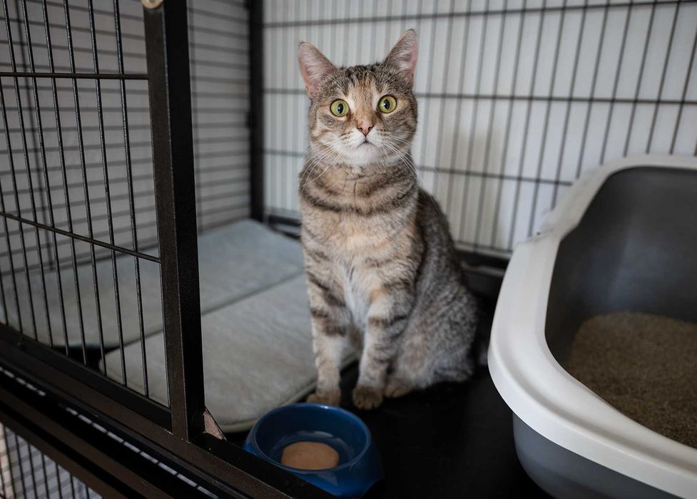 Kotka do adopcji - SOLA, 5lat (kot jedynak)