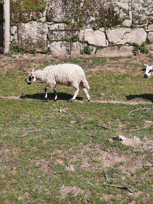 Borregos/as churra algarvia