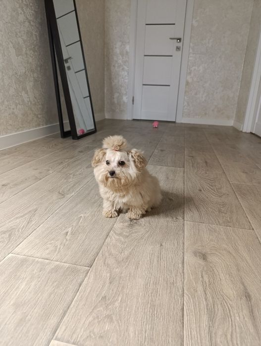 Лялькова Мальтіпу