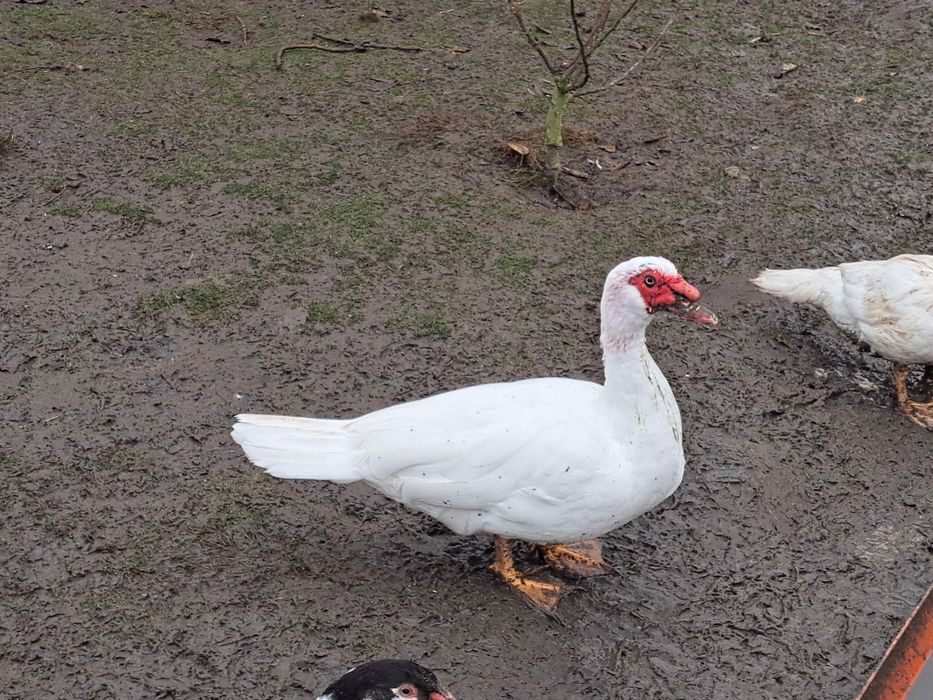 Продаються Індокачки