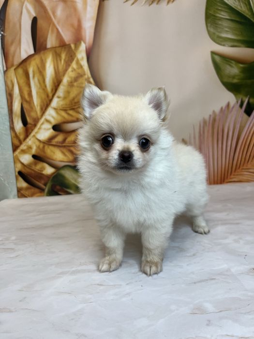 Довгошерстний хлопчик чихуахуа