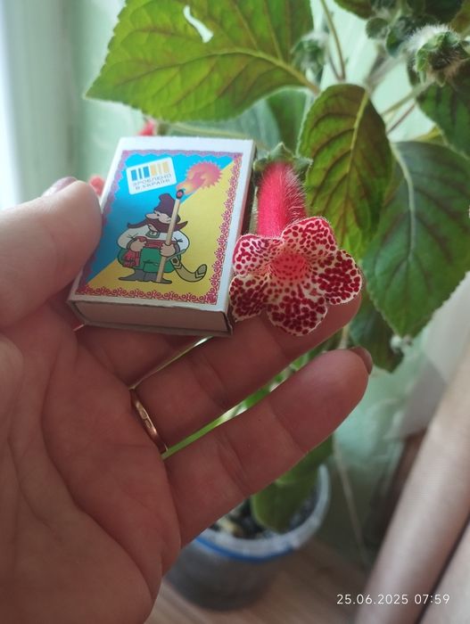 Колерія Cecille молоді рослини