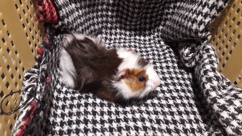 Морська свинка, розетка.