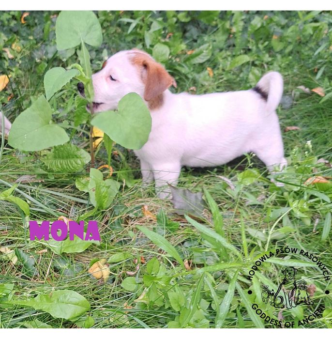 Jack Russell Terrier suczka rodowód