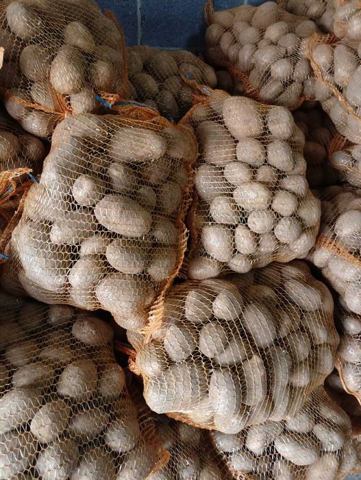 Ziemniaki jadalne Soraya i Baltic Rose