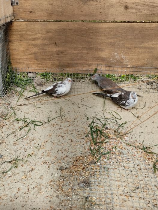 Gołąbki diamentowe szeki