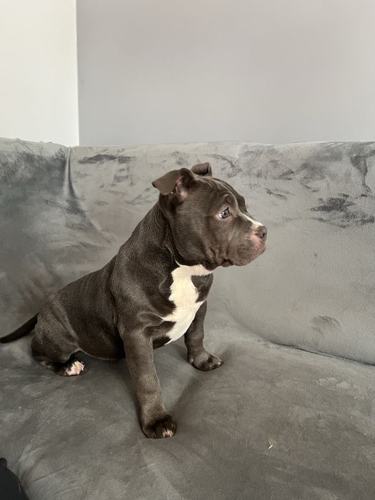 Suczka rasy American Bully