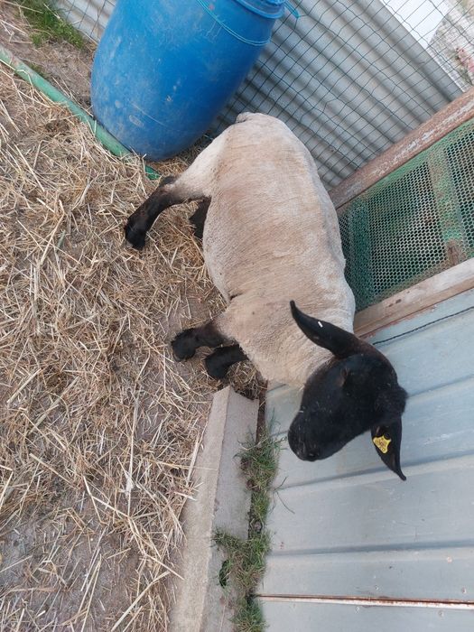 Casal Suffolk com pedigree