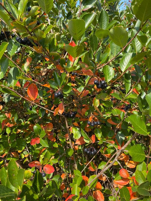 Aronia owoce niepryskane - soki, dżemy