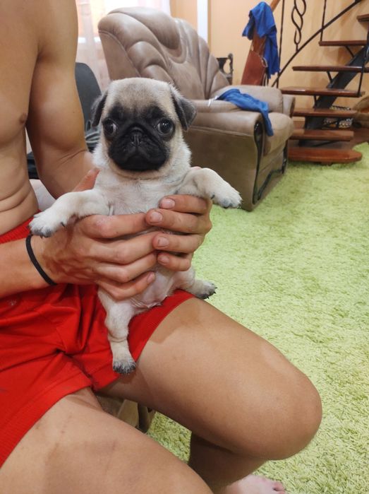 Чудесні мопсинятка